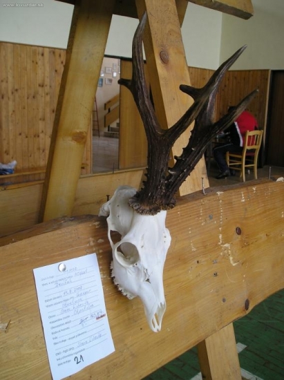 Najlepší srnec v okrese Stará Ľubovňa za rok 2008