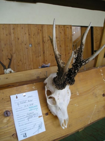 Bronzovy zo Starej Ľubovni