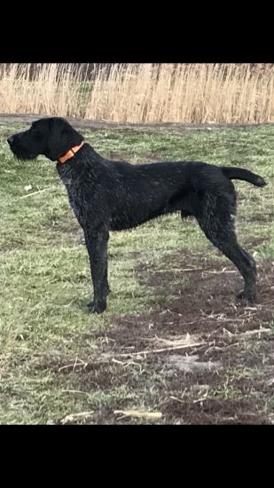 Avar z Vadászházi csillag