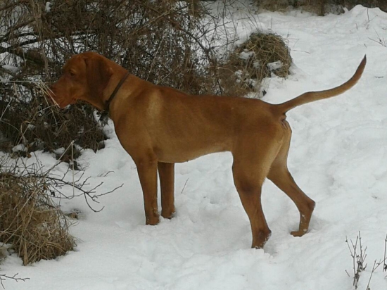 Magyar vizsla