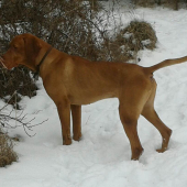 Magyar vizsla