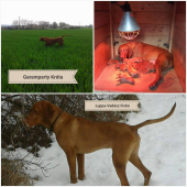 CH.st..Garamparty máme šteniatka