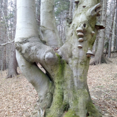 Starec