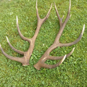 Para 16torak 6,5kg