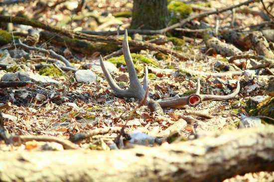 Pod skalným hrebeňom