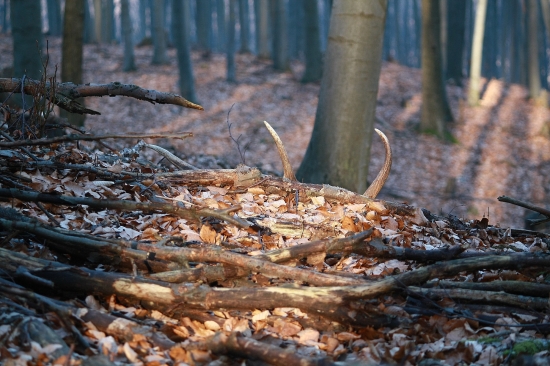 Februárový osmorák