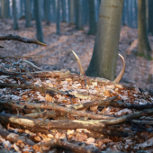 Februárový osmorák