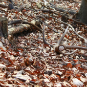 Korunový desatorák