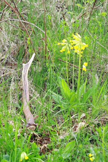 Prvomájový zhodík