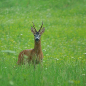 Srnec lesný