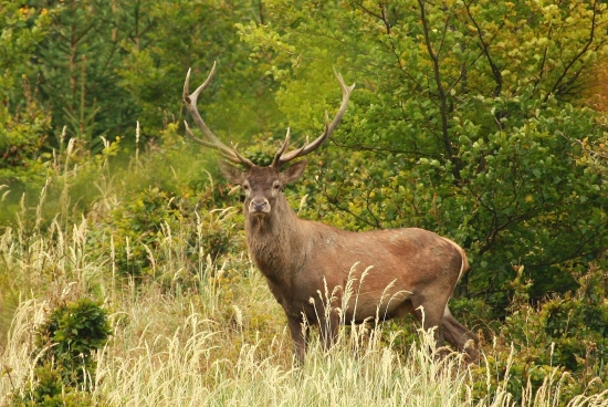 Hlavný jeleň