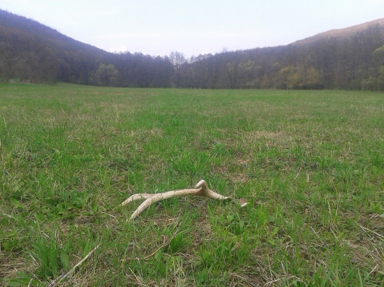 Lúčačik nájdený z auta