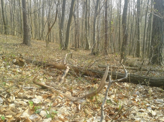 Aprílový osmáčik