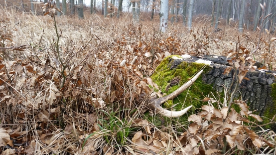 Prekvapenie v nálete