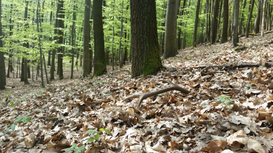 Pre tento rok posledný