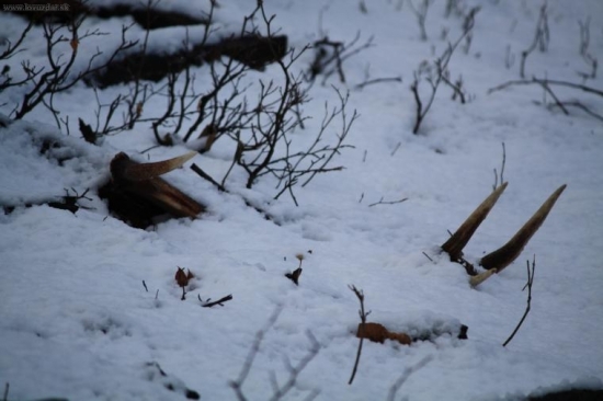 10 - torák - 2kg, 87 cm