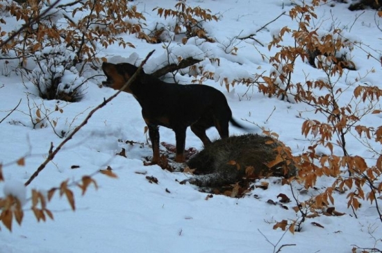 Poslušne hlásim . .