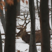 Odpočívajúci jeleň