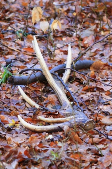 Dnes nájdený,ale minuloročný