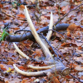 Dnes nájdený,ale minuloročný