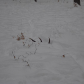 Február 2009