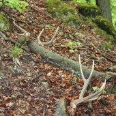 Po dvoch mesiacoch konečne spolu