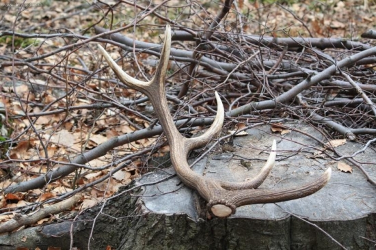 Dnešný . . .1,5 kg