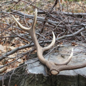 Dnešný . . .1,5 kg