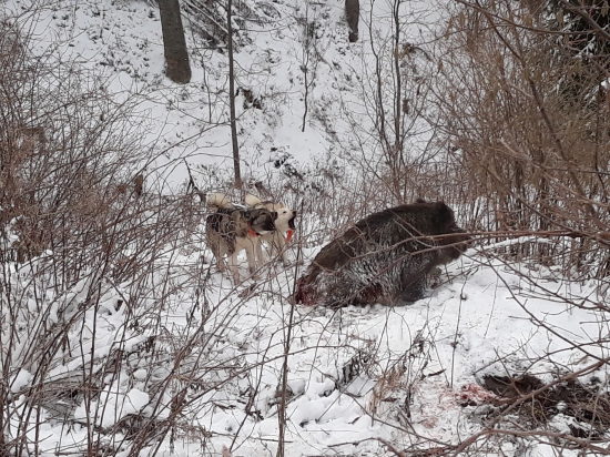 Západosibírske lajky a diviak