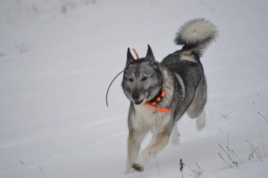 ANNIE Samvara Origin (západosibírska lajka)