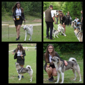 16.ročník výstavy poľovných psov v Sielnici