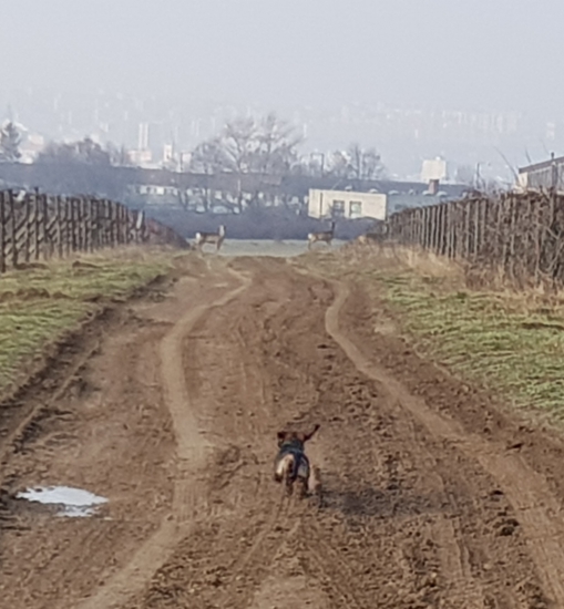 Bára z Agátovej doliny