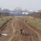 Bára z Agátovej doliny