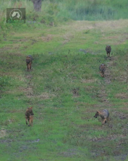 Sakali