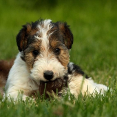 bude zo mňa lovec :-)