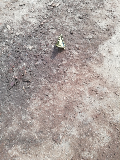 Vidlochvost feniklovy