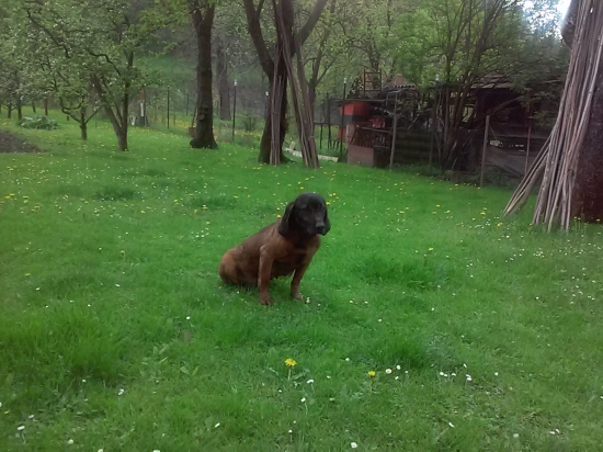 Bessi 10r.