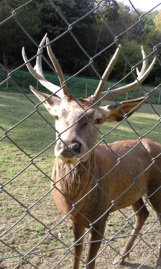 Jelenček v zajatí plotu