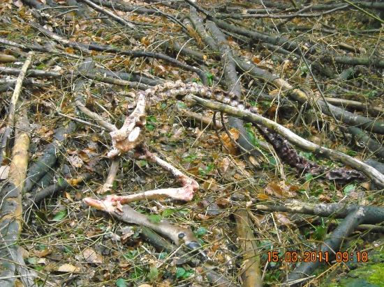 hlavu niekto ukradol ..