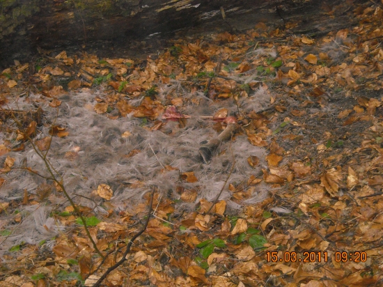 Vlčkovia si pochutnali ..