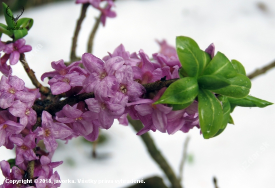 daphne mezereum