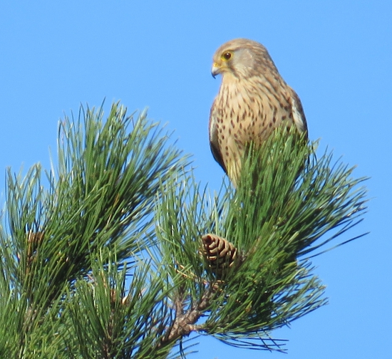 falco