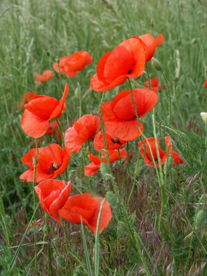 mak vlčí (papaver rhoeas)