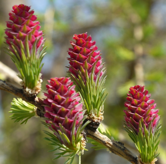 smrekovec opadavý (larix decidua)