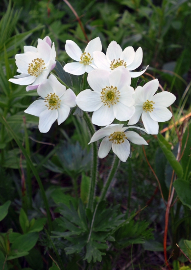 veternica narcisokvetá (anemone narcissiflora)