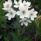 veternica narcisokvetá (anemone narcissiflora)
