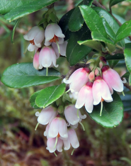 brusnica obyčajná (vaccinium vitis-idaea)