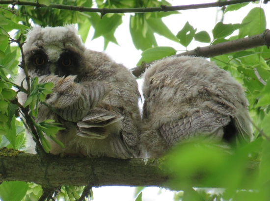 okaté duo
