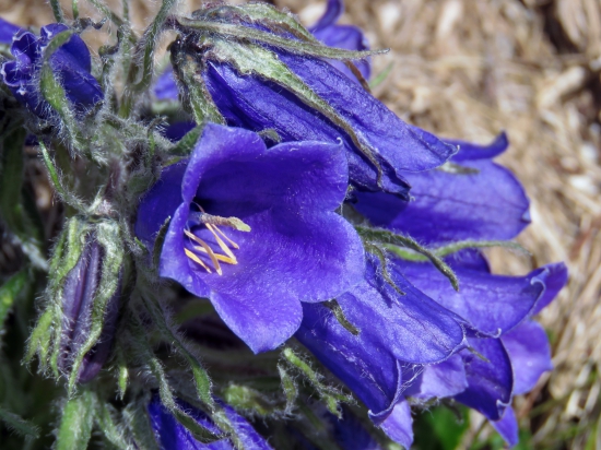 zvonček alpský (campanula alpina)