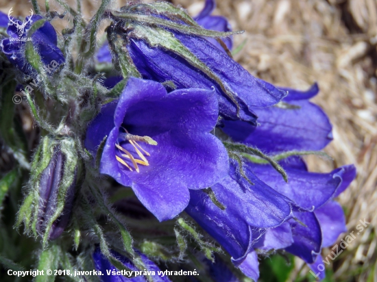 zvonček alpský (campanula alpina)